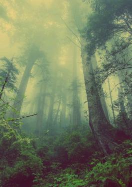 Picture of trees in a forest with green mist